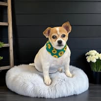 Happy pup after grooming