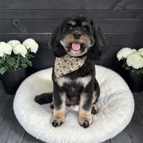 Fresh groom
