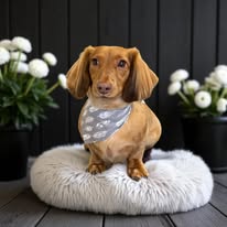Grooming result