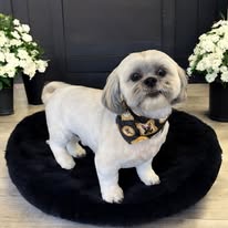 Happy dog