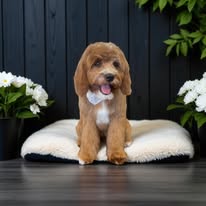 Freshly groomed pup